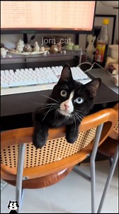 CATS FUNNY CUTE VIDEOS 🐾 274 #kitten🐱 #cat #video #cute #funny | Joracat12