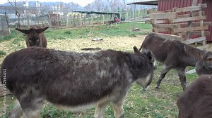 4K Group of friendly donkeys at the enclosure come up to the cameraman