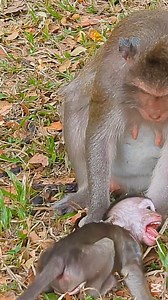 Oh God! Monkey Spring run to hi-e baby Demi so hard, Why Daisy don't help her baby ?🥰😘🐒🍼🍇🍉 | Newly Monkey Reel