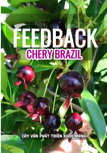 Phản hồi khách trồng thành công cherry brazil tại xứ nóng