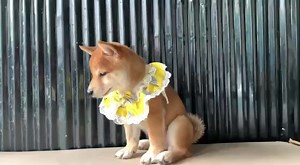 1K views · 15 reactions | Akita inu 098/089 282395 | Happy Dog Pet Store Phnom Penh | Facebook