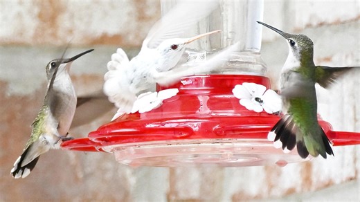 Mississippi couple gets visit from extremely rare white hummingbird. See photo