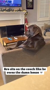 835K views · 16K reactions | LABRADOR RELAX | Oregon UN Labrador PER AMICO | Facebook