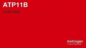 ATP11B antibodies from Thermo Fisher Scientific