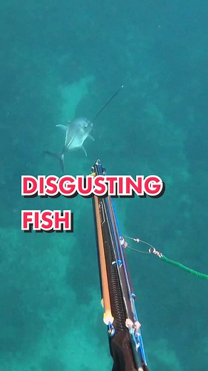Giant Trevally Spearfishing in Bali 🐠