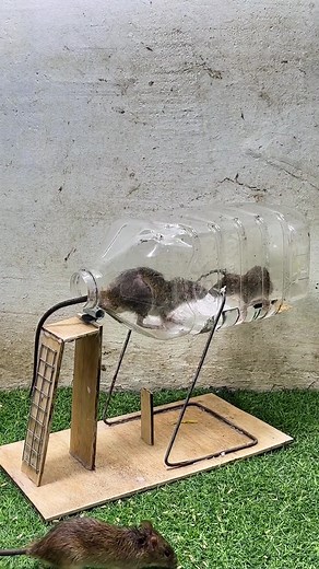 #rats #rattrap #mice #trap #catchmice