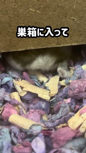 必殺うん◯飛ばし！ #ハムスター #ハムスターちゃんねる