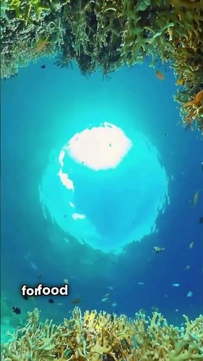 Amazing Sea Star Facts-🥶💯🤯🔥#shortsfeed #youtubeshorts #viralshorts #Brainwaves995
