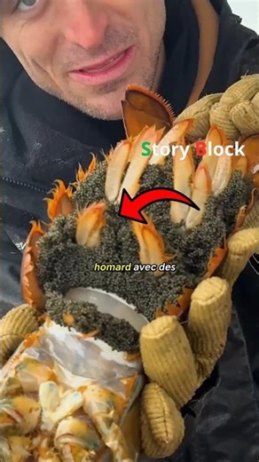 A simple gesture that protects thousands of lobsters
