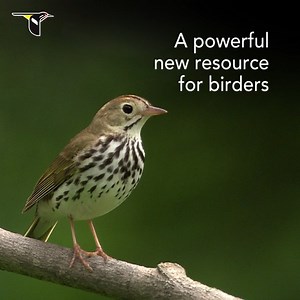 Stuck inside but want to see birds? Birds of the World by the Cornell Lab helps you travel the world without leaving home. Our online bird guide picks up where your trusted field guide leaves off and is packed with authoritative life history details, identification tips, range maps, as well as photos, video, and sounds for every bird. Plan your next adventure! Also makes a great gift. Save 15% your first subscription term with code TRAVEL4BIRDS. https://birdsoftheworld.org | Cornell Lab of Ornit