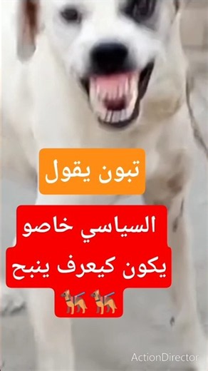 تبون الجزائر: يقول السياسي خاصو يكون كيعرف فن النباح