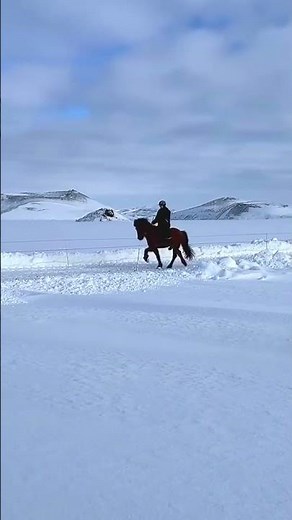 Winter Tolting In Iceland ! NEVER ! 🐴 #iceland #horses