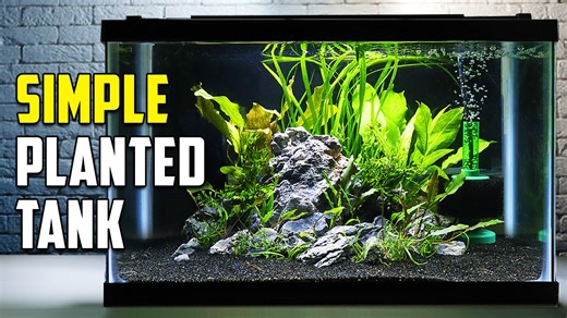 22 reactions | If you're new to the fishkeeping hobby, it can seem like quite the undertaking to set up your first planted tank. Follow along as we teach you how to properly set up a simple planted tank and prepare it for aquarium fish. #AquariumCoop | Aquarium Co-Op | Facebook