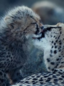 462K views · 33K reactions | Video by Russell MacLaughlin Russell MacLaughlin / The bond between a mother cheetah and her cub is so special to witness. Life in the wild can be harsh, yet moments like these are tender. Follow me Russell MacLaughlin for more moments like these in the wild. | National Geographic Animals | Facebook