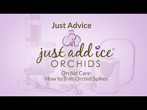 Plant Care: How to Trim Orchid Spikes