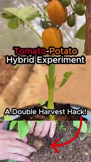 Grafting Tomatoes onto Potatoes Produced an Insane Harvest #gardening #plants #experiment
