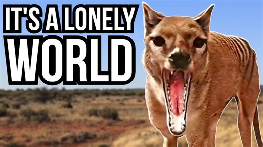 The final moments when a species disappears forever