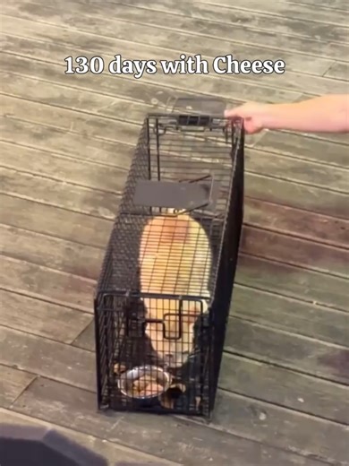 From Growls to Purrs: A Rescue Pet's Journey