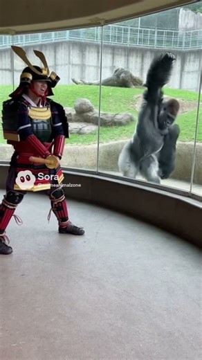 Gorilla Copies Samurai Sword Moves! 🦍🗡😂#zoo #funny #viralvideo