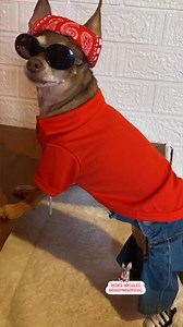 8.8K views · 115 reactions | Like a Cholo-dog  #likeacholo #leanlikeacholo #cholodog #cholos #chihuahua #dog #dogs #dogsofinstagram #viralreelsシ #viralreels #funnyvideos #fypシ゚viralシ #reelsfbシ #paratipage #fypシ゚ #foryoupage | Daisymx6oficial | Facebook