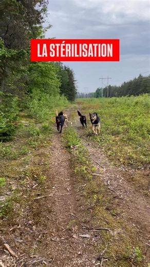 6K views · 211 reactions | Ce n’est PAS de la faute des vétérinaires....