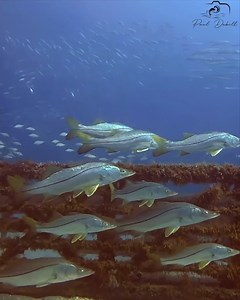 Schools of snook, baitfish and spadefish on an artificial reef near Jupiter, Florida. #fishinglife #fishingislife | Paul Dabill Photography