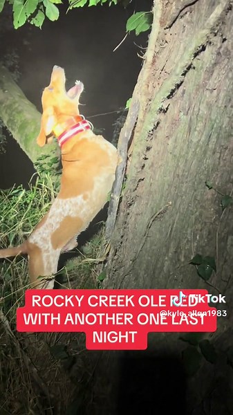 kyle sammons (@kyle_allqn1983)’s videos with Rooster (2022 Remaster) - Alice In Chains