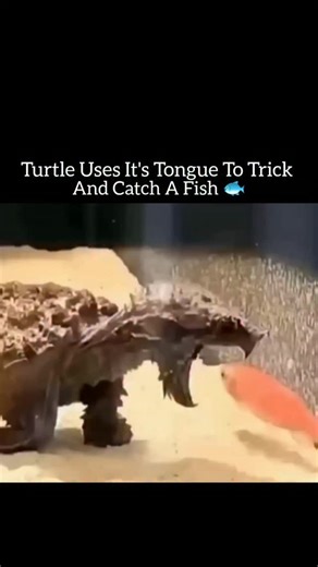 Fact Flick on Instagram: "This turtle doesn’t chase its prey… it tricks it 😳🐢 One of nature’s most unbelievable hunting strategies happens underwater, completely silently. The alligator snapping turtle uses its tongue like a living worm, wiggling it slowly to attract curious fish. To the fish, it looks like free food. To the turtle, it’s the perfect trap. The turtle stays absolutely still with its mouth wide open. The moment a fish comes close, the jaws snap shut in milliseconds — game over be