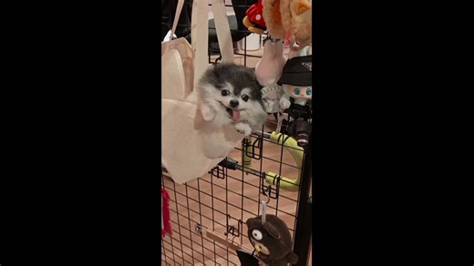 Pomsky relaxes inside pet carrier with glasses in Kuala Lumpur, Malaysia