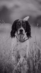 You’ve asked and we’ve listened—WILD UPLAND is now streaming on YouTube! Dedicated to passionate wingshooters and their hard-charging bird dogs, Wild Upland aims to take you on heart-pounding adventures through America’s untamed landscapes in pursuit of staunch points, unbelievable retrieves, and the thunder of a wild covey flush. Watch now! Link in bio WILD UPLAND | @outdoorchanneltv | @myoutdoortv | @Youtube | Season 4 Coming April 2025 Presented By: @proplansportingdogs @browningfirearms @fio