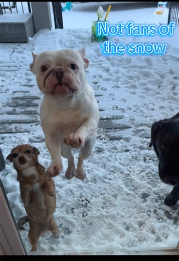 The doggies are not loving the snow. #frenchie #labrador #chihuahua #dogs #utah
