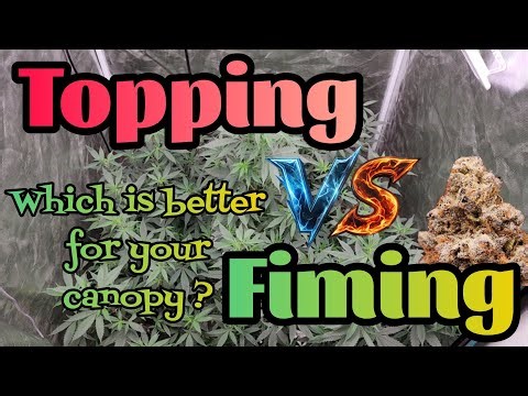 MAX yields with these techniques, Which is better for your canopy?