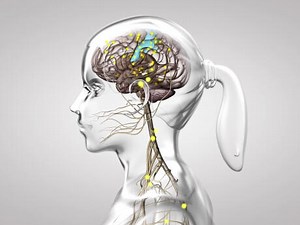 Le fonctionnement du système nerveux | Lumni Enseignement