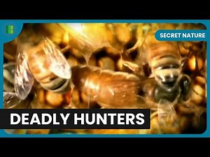 How Wasps Evolved Into Bees Over 140 Million Years