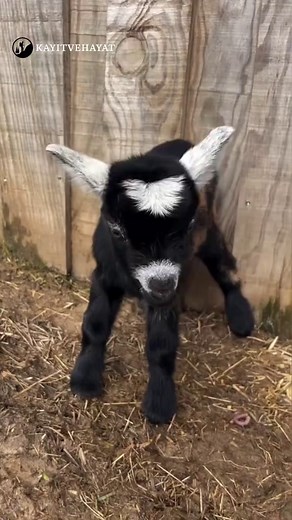 Adorable Baby Goat Sounds That Will Melt Your Heart
