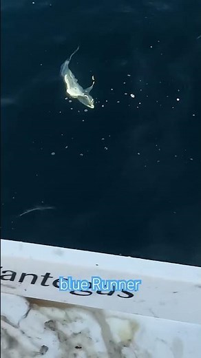 A shark chases our blue runner ! #deepseafishing