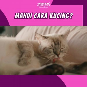 Kucing adalah haiwan yang sangat pembersih. Mereka secara semula...