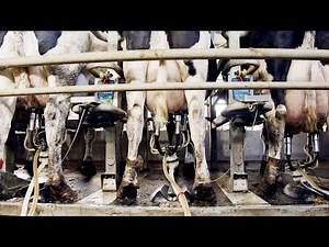 Inside a Modern Farm | A Look at Mass Production of Agricultural Products and Intensive Livestock