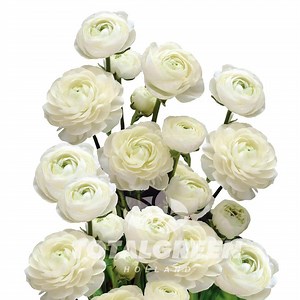 national PLANT NETWORK White Peony Ranunculus Plant Bulb Kit HD1643