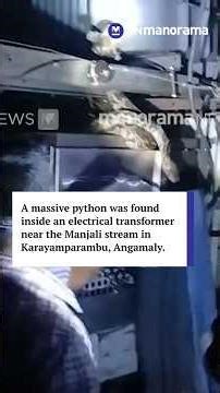 Python found inside transformer sparks late-night panic in Angamaly