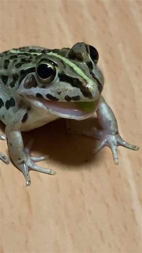 何食べてるの「トノサマガエル」