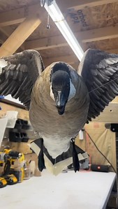 Always love a cackler! #waterfowlhunting #waterfowl #waterfowltaxidermy #goosehunting #ontractfowl | OnTract Fowl