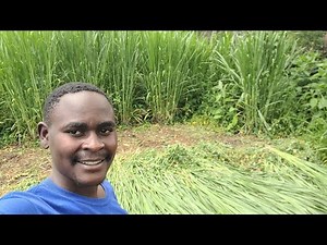 Farmers Are Rushing to Grow These 7 Fodder Crops for Cattle To Boost Milk Production – Find Out Why!