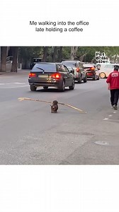 41K views · 579 reactions | Dog Runs Through Traffic with Stick in Mouth. | Animals Studio | Facebook