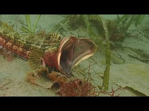 Sarcastic Fringehead (Neoclinus blanchardi) Interactions - Unusual behavior