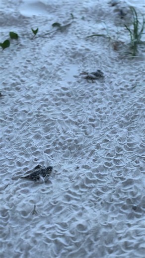 Discover Baby Sea Turtles Hatching from Turtle Eggs