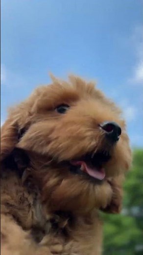 F2 Generation Goldendoodle puppy 🐶💛 in dubai canada india #goldendoodleforsale