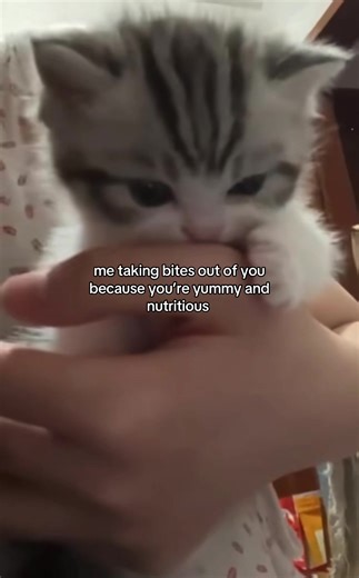 Wholesome Moments with Funny Cats