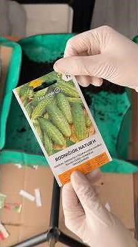 Sowing Rodničiok gherkins 🥒 is it too early? 🫣🌱 #seedling #sowing #kitchengarden #growvegetables