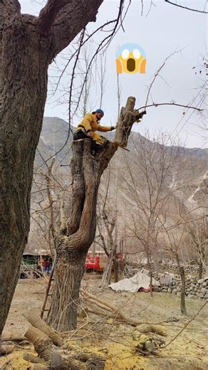 Tree Branch Cutting expert #treecutting #sawblade #automobile #shorts